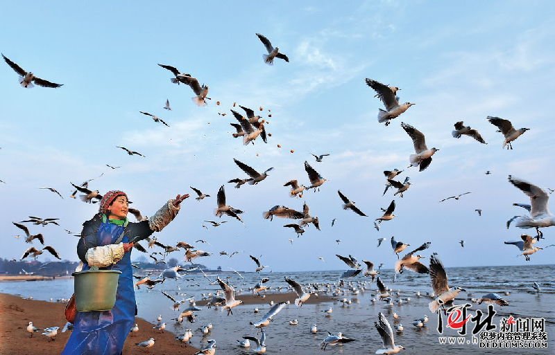 北戴河“海鸥妈妈”每天自费喂食千只海鸥 北戴河“海鸥妈妈”每天自费喂食千只海鸥